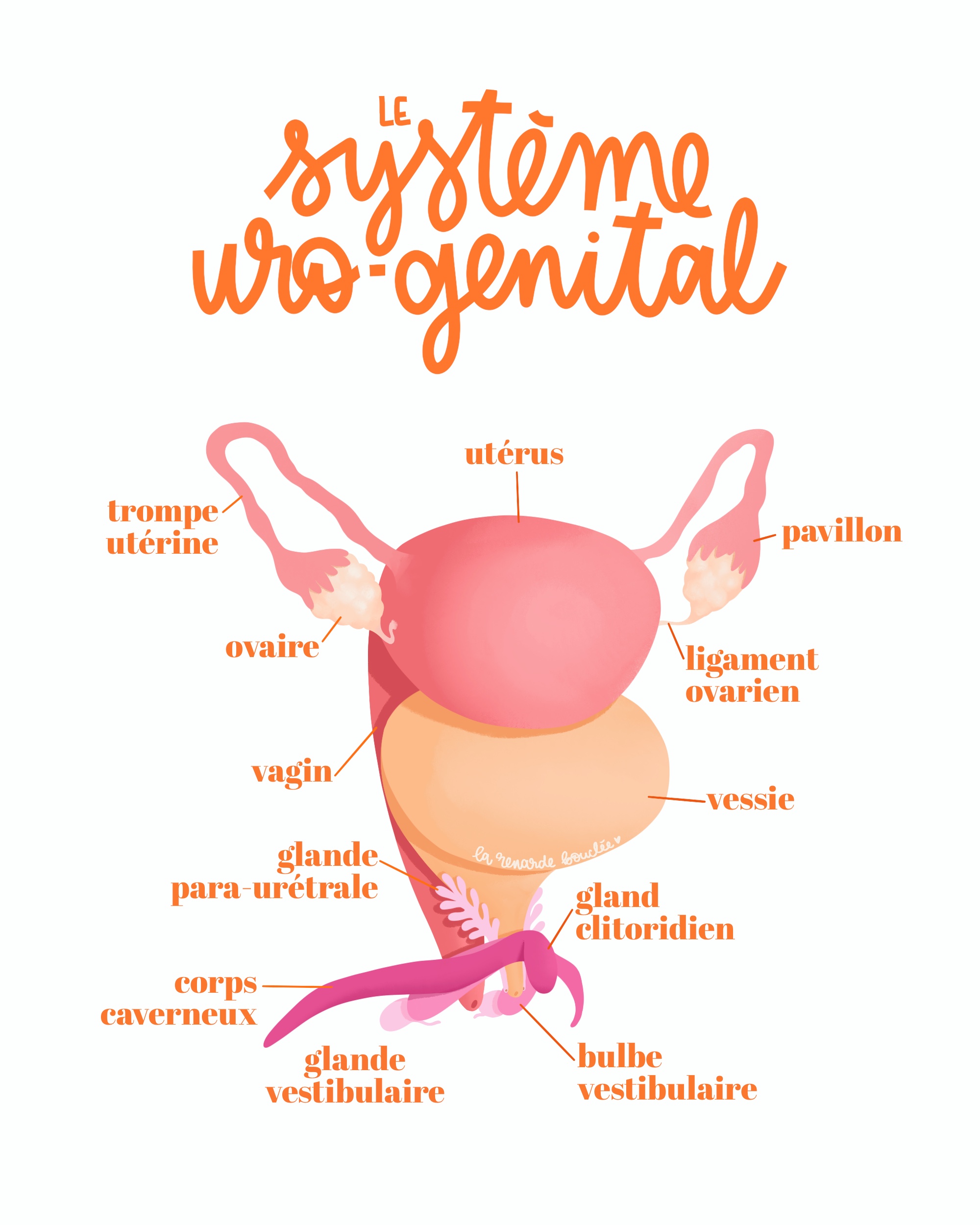 Uro-genital