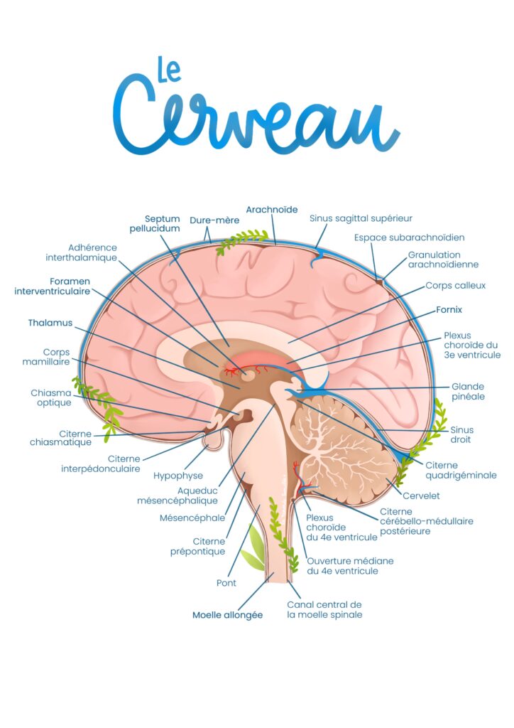 Illustration médicale anatomique du cerveau en coupe sagittale avec légendes détaillées, thalamus, hypophyse, cervelet et méninges, style pédagogique et coloré par La Renarde Bouclée