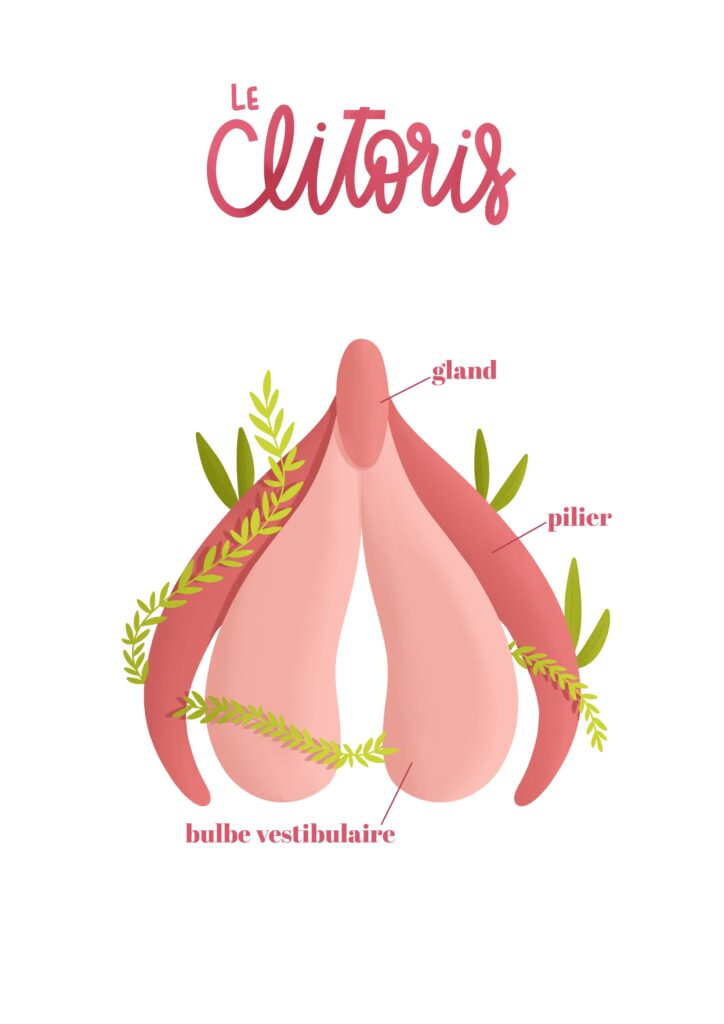 Illustration médicale anatomique légendée du clitoris, par La Renarde Bouclée