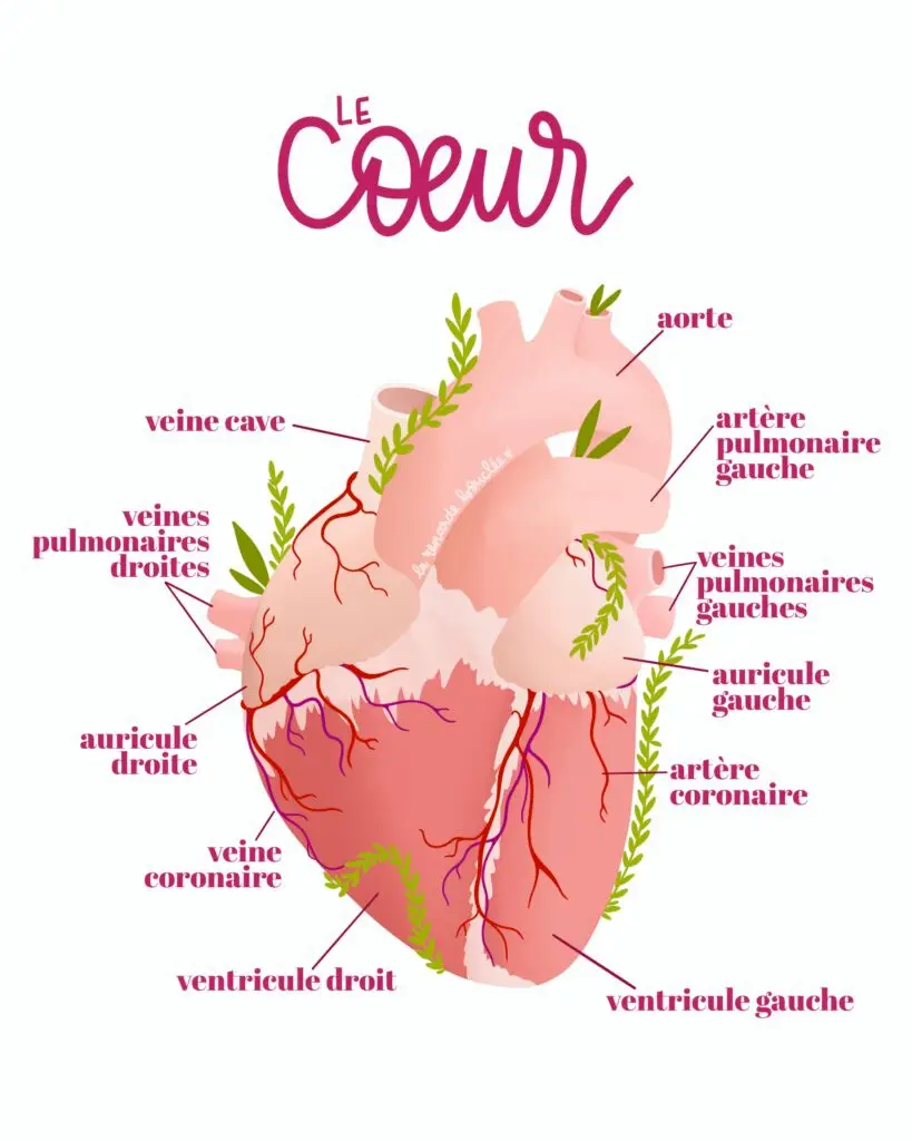 Illustration médicale anatomique du cœur avec légendes des artères et veines, aorte, ventricules, auricules et artères coronaires, style coloré rose et vert par La Renarde Bouclée