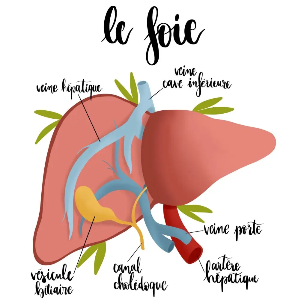 Illustration médicale anatomique du foie et de la vésicule biliaire avec légendes veine hépatique, veine porte, canal cholédoque et artère hépatique, par La Renarde Bouclée