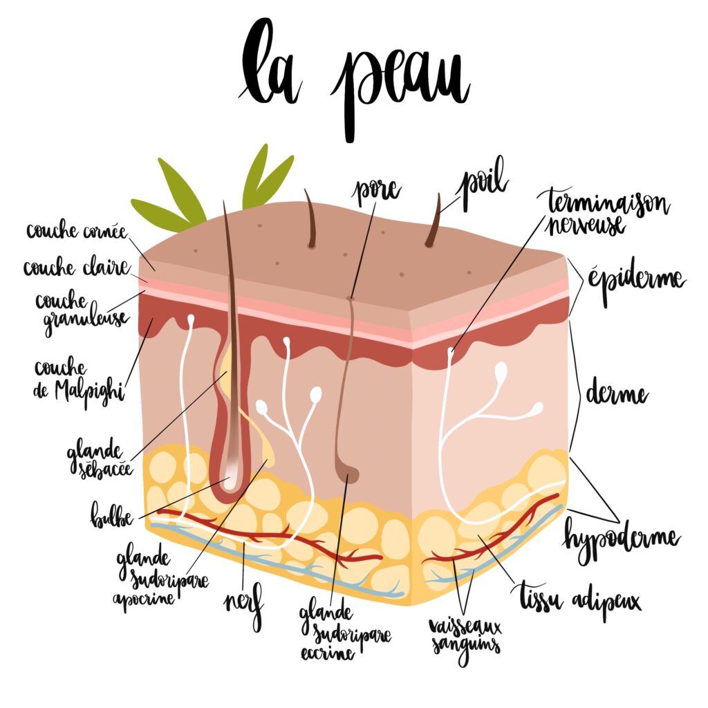 Illustration médicale anatomique de la peau en coupe transversale légendée, épiderme, derme, hypoderme, glandes sébacées et sudoripares, par La Renarde Bouclée