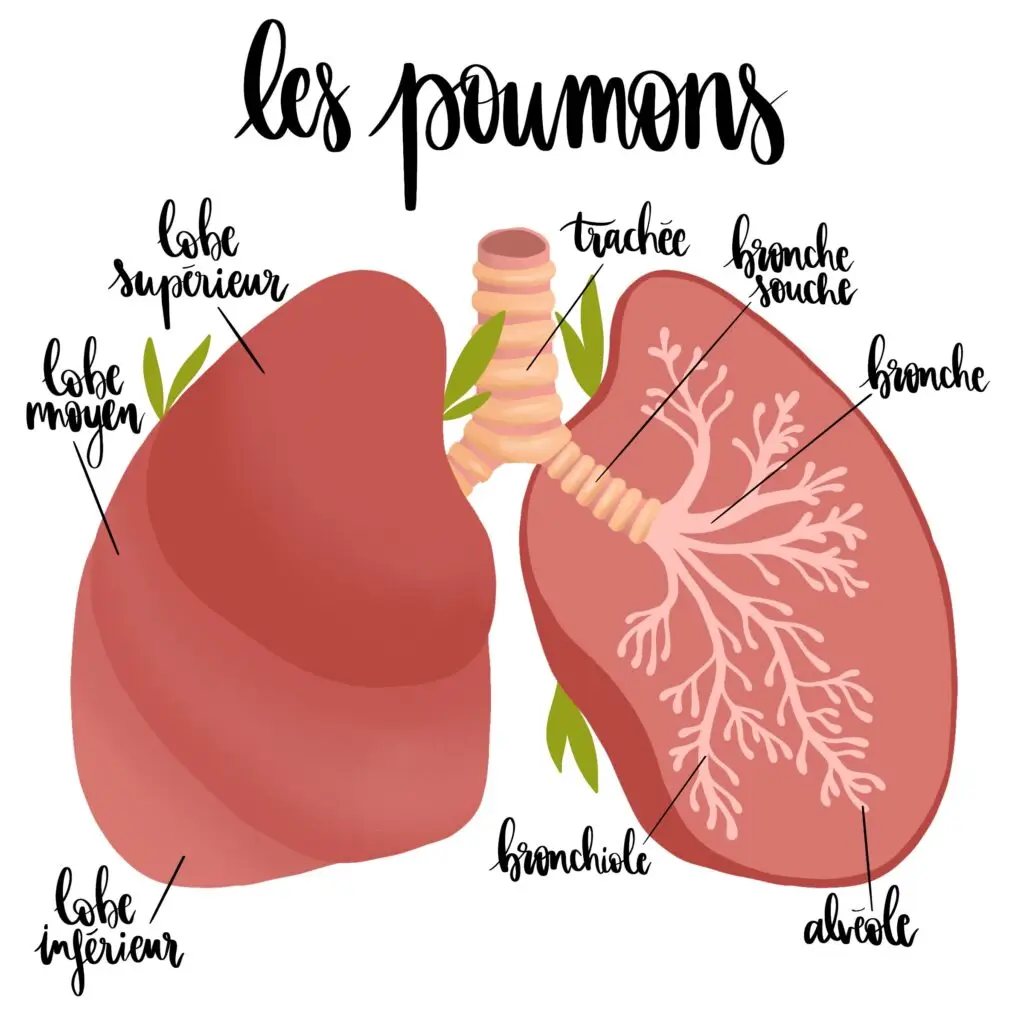 Illustration médicale anatomique des poumons avec légendes trachée, bronches, bronchioles et alvéoles, lobes pulmonaires, style pédagogique par La Renarde Bouclée