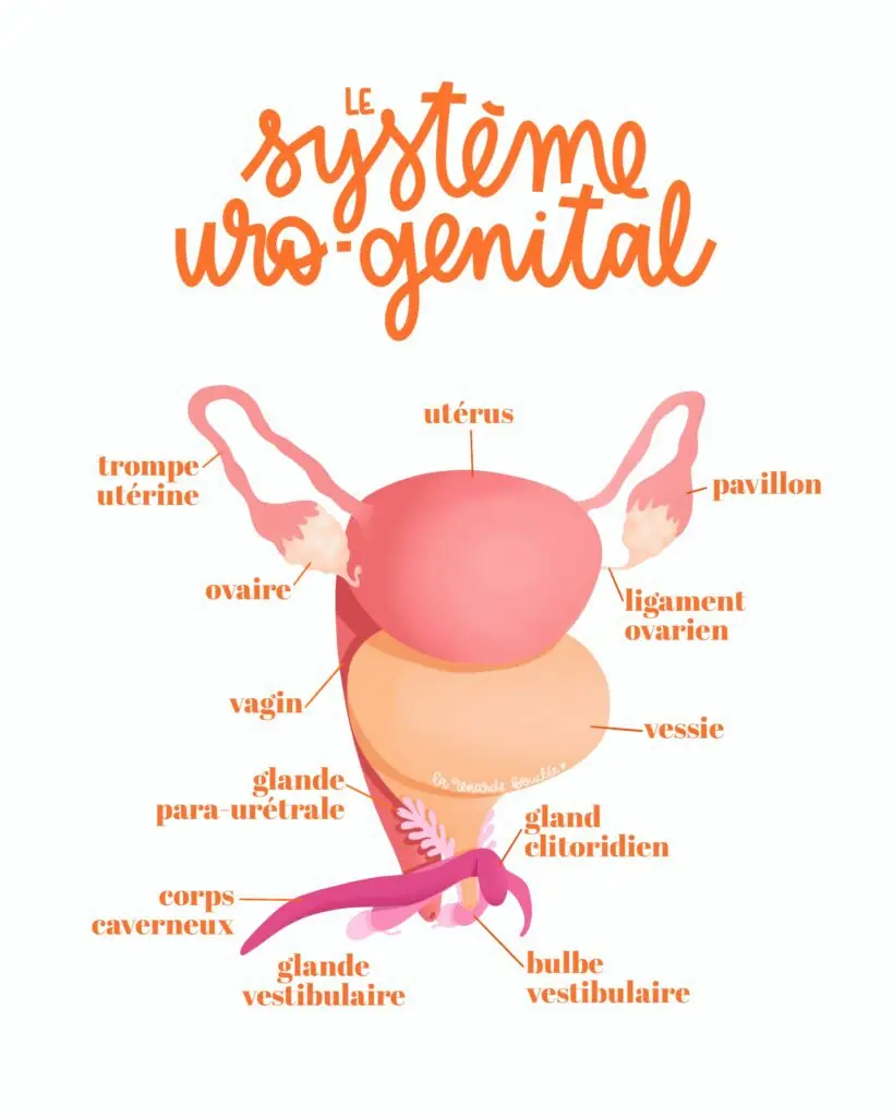 Illustration médicale anatomique du système uro-génital féminin légendée, utérus, ovaires, trompes utérines, vessie, clitoris et vagin, style coloré orange et rose par La Renarde Bouclée